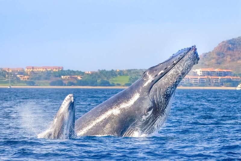Cabo San Lucas: Luxury Catamaran Whale Watching Experience - Leaving the marina and passing the Arch