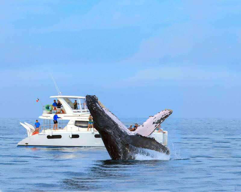 Cabo San Lucas: Luxury Catamaran Whale Watching Experience - Searching the Sea of Cortez and Pacific Ocean