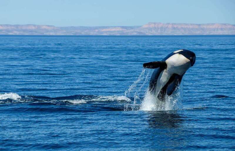 Cabo San Lucas: Luxury Catamaran Whale Watching Experience - What the crew adds to the trip