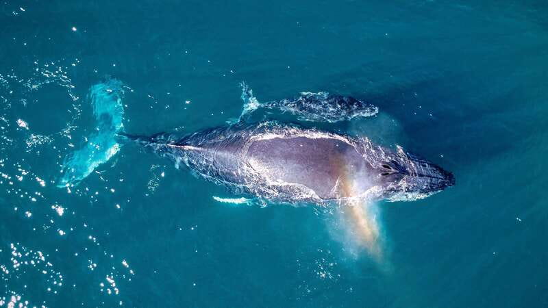 Cabo San Lucas: Luxury Catamaran Whale Watching Experience - Who should book this Cabo whale trip?