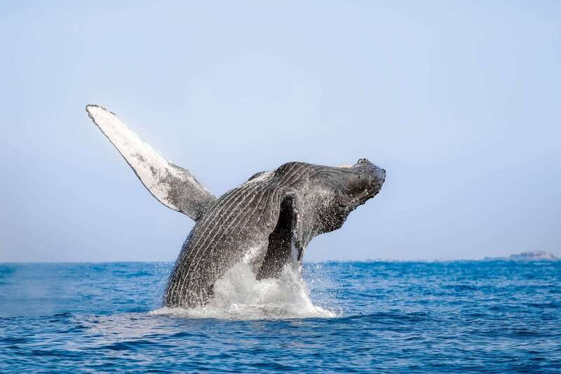 Cabo San Lucas: Luxury Catamaran Whale Watching Experience - The Cabo marina meeting point