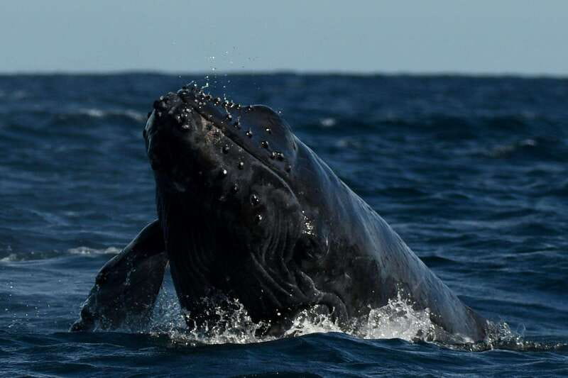 Cabo San Lucas: Up-Close Whale Watching Small-Group Tour - Who should book this tour