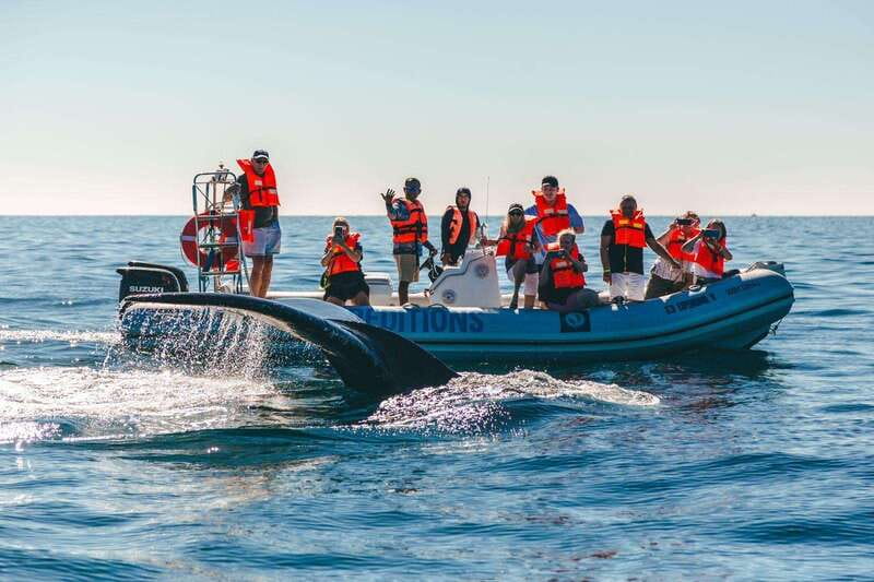 Cabo San Lucas: Up-Close Whale Watching Small-Group Tour - The 15-minute run toward open water