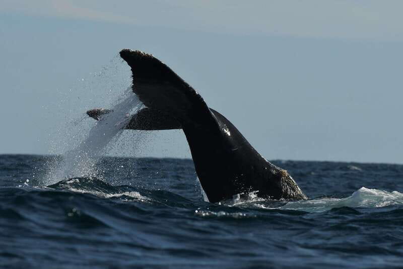 Cabo San Lucas: Up-Close Whale Watching Small-Group Tour - Ninety minutes searching for whales and dolphins