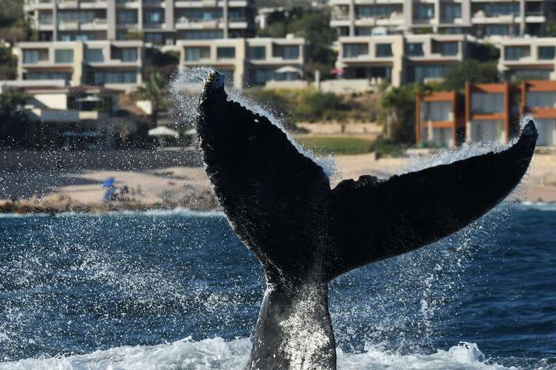 Cabo San Lucas: Up-Close Whale Watching Small-Group Tour - Getting close without crowding the animals