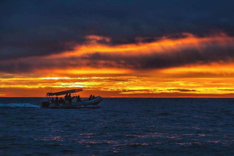 Cabo San Lucas: Up-Close Whale Watching Small-Group Tour - The guides make the difference