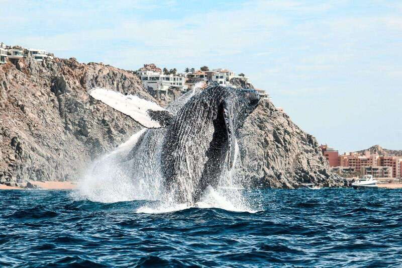 Cabo San Lucas: Up-Close Whale Watching Small-Group Tour - Price and value at $115 per person