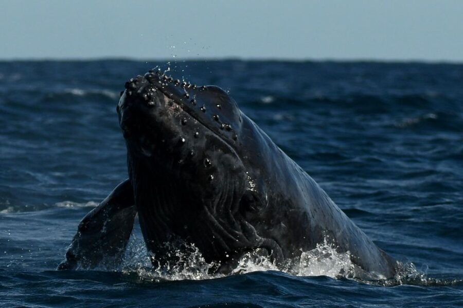 Cabo San Lucas: Up-Close Whale Watching Small-Group Tour - What to bring and how to dress