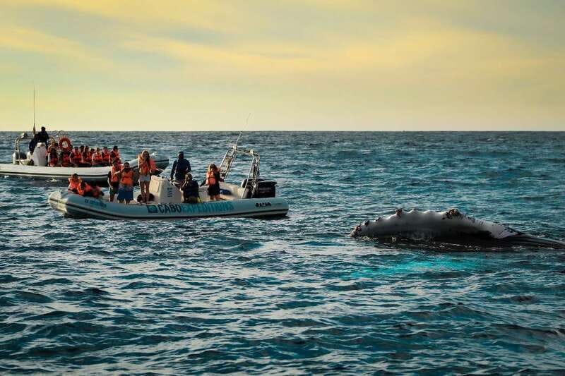 Cabo San Lucas: Up-Close Whale Watching Small-Group Tour - Starting at La Terminal de Cabo