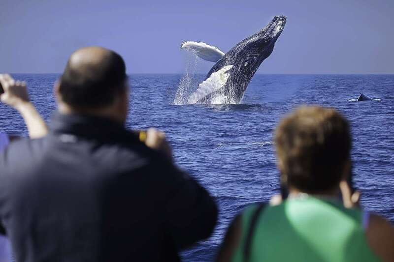 Cabo San Lucas: Whale Watching Breakfast Cruise - Key points to know before booking