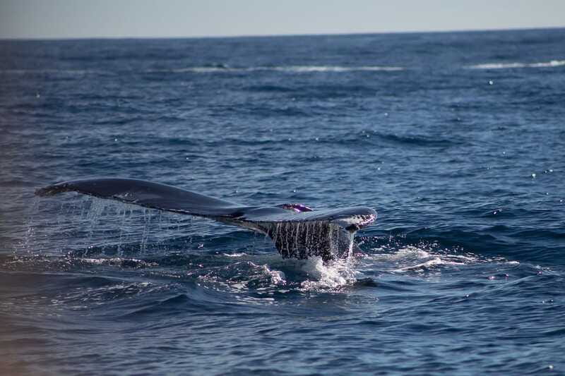 Cabo San Lucas: Whale Watching Breakfast Cruise - Whale watching with a marine biologist