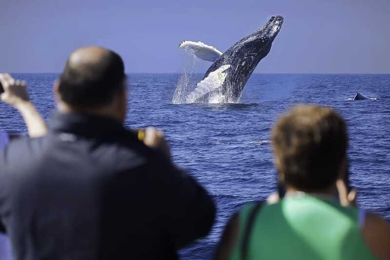Cabo San Lucas: Whale Watching Breakfast Cruise - Who will enjoy this cruise most