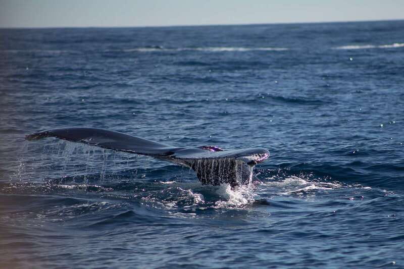 Cabo San Lucas: Whale Watching Breakfast Cruise - Starting at Dock 0 beside Breathless Hotel