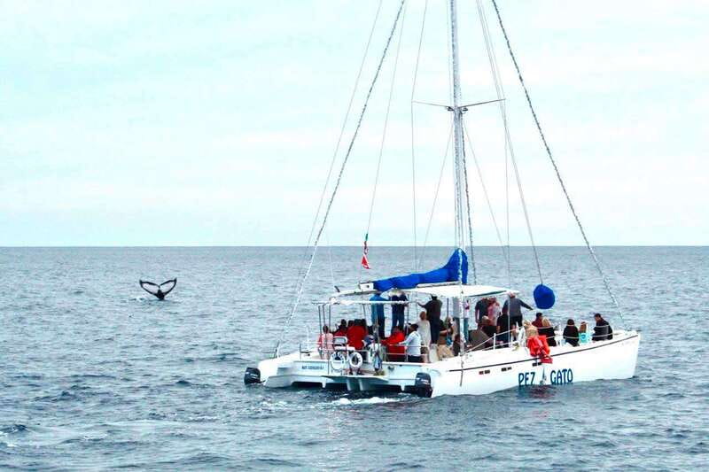 Cabo San Lucas: Whale Watching Catamaran Experience - Why this Cabo cruise works so well