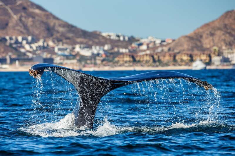 Cabo San Lucas: Whale Watching Catamaran Experience - Who should book this experience?