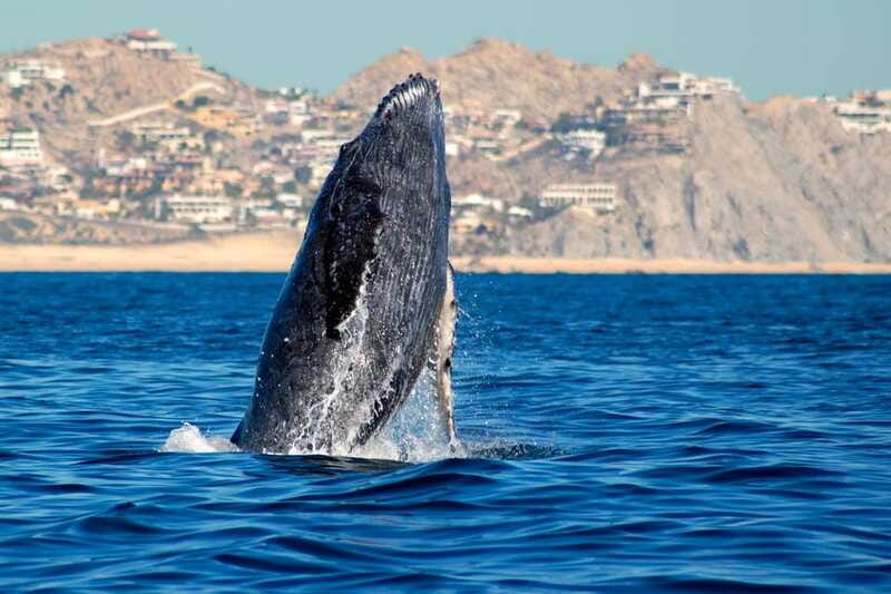 Cabo San Lucas: Whale Watching Catamaran Experience - Should you book the Pez Gato whale cruise?