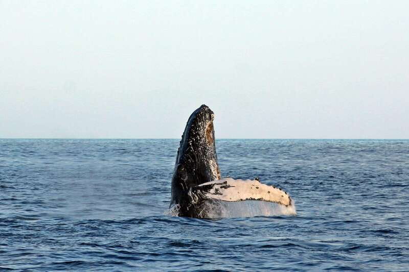 Cabo San Lucas: Whale Watching Experience on Catamaran - Key details to know before booking