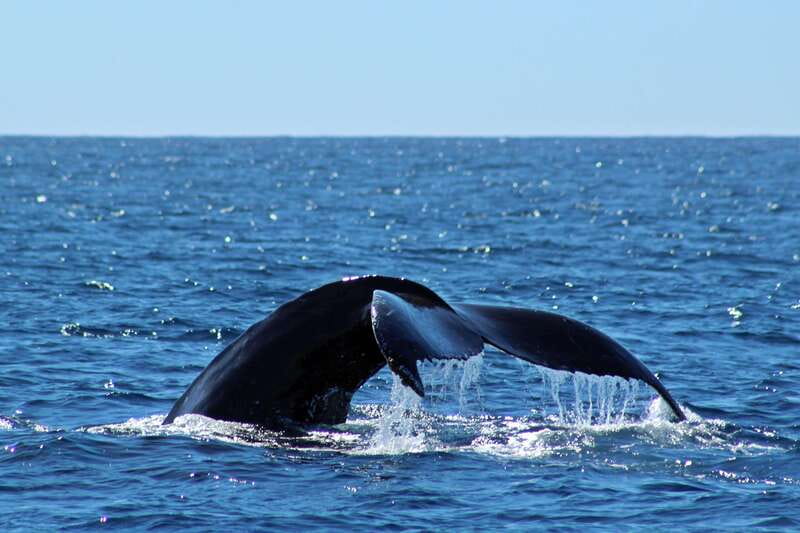 Cabo San Lucas: Whale Watching Experience on Catamaran - Winter whales in the waters around Los Cabos
