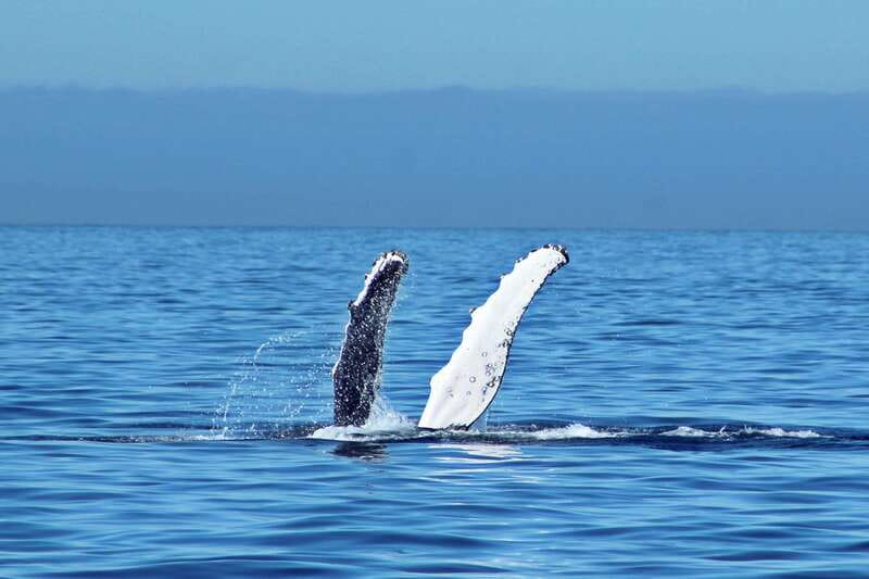 Cabo San Lucas: Whale Watching Experience on Catamaran - What the day looks like from pickup to return