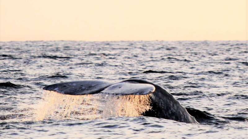 Cabo San Lucas: Whale Watching Experience on Catamaran - Pickup deserves careful confirmation
