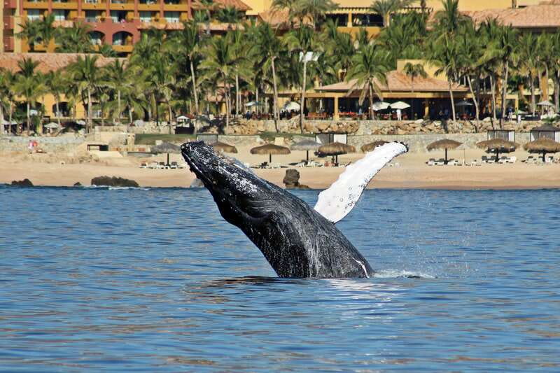 Cabo San Lucas: Whale Watching Experience on Catamaran - A catamaran cruise with more than whale watching