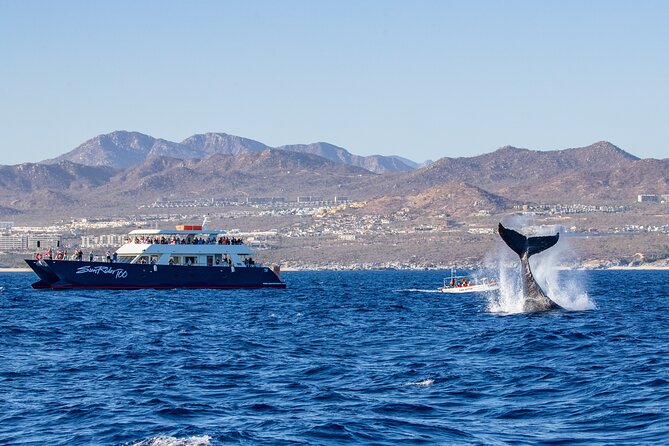 Cabo San Lucas Whale Watching Lunch Cruise - Finding Sunrider at Cabo Marina