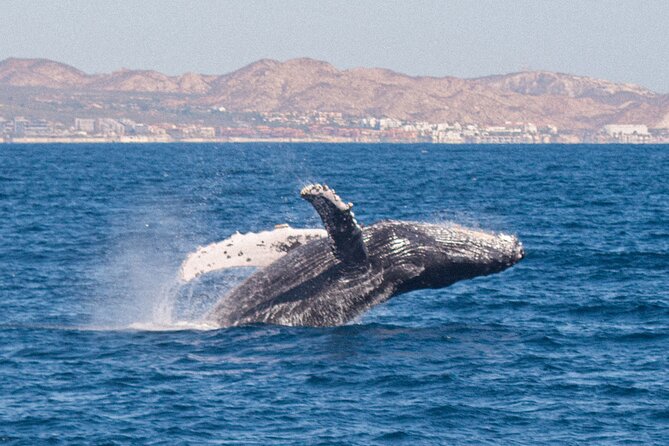 Cabo San Lucas Whale Watching Lunch Cruise - Looking for humpback and gray whales