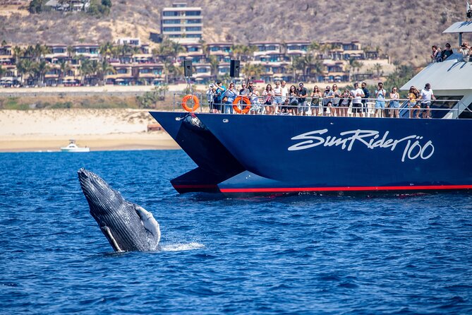 Cabo San Lucas Whale Watching Lunch Cruise - A fresh Mexican buffet served onboard