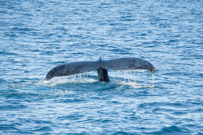 Cabo Whale Watch Three-Level Vessel and Majestic Arch - Along the tip of Baja California Sur
