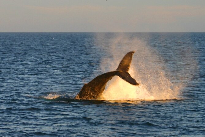 Cabo Whale Watch Three-Level Vessel and Majestic Arch - What the $95 price really covers