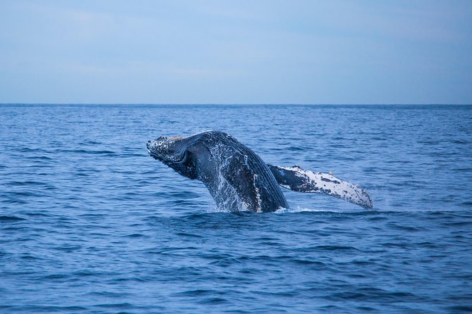 Cabo Whale Watch Three-Level Vessel and Majestic Arch - Who will enjoy this cruise most