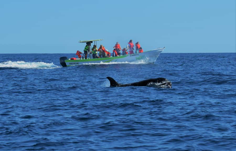 Cabo: Whale-Whatching Boat Trip w/ All-Women Crew and Photos - Key details before you book