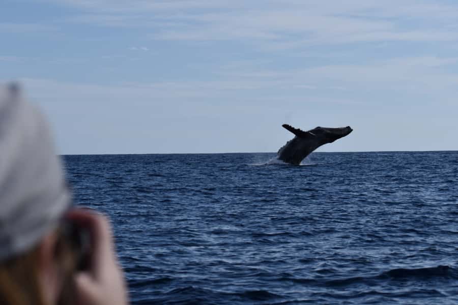 Cabo: Whale-Whatching Boat Trip w/ All-Women Crew and Photos - Who should choose this boat