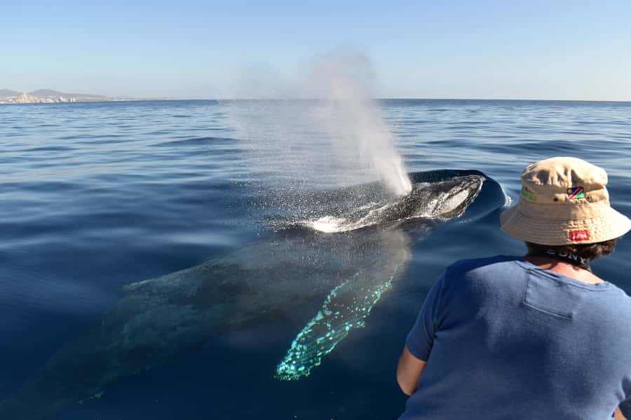 Cabo: Whale-Whatching Boat Trip w/ All-Women Crew and Photos - Searching for humpback and gray whales