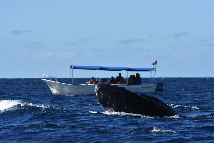 Cabo: Whale-Whatching Boat Trip w/ All-Women Crew and Photos - The hydrophone is the special feature