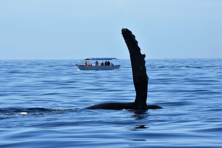 Cabo: Whale-Whatching Boat Trip w/ All-Women Crew and Photos - Photos let you watch instead of filming