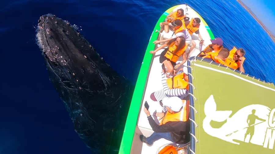 Cabo: Whale-Whatching Boat Trip w/ All-Women Crew and Photos - Is two hours enough?