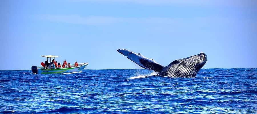 Cabo: Whale-Whatching Boat Trip w/ All-Women Crew and Photos - The Arch comes first
