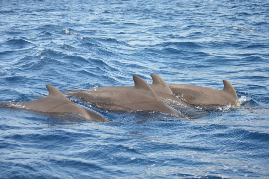 Calheta: Whale & dolphin watching small groups designer tour - Searching for dolphins and whales
