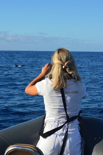 Calheta: Whale & dolphin watching small groups designer tour - What the $342 group price really means