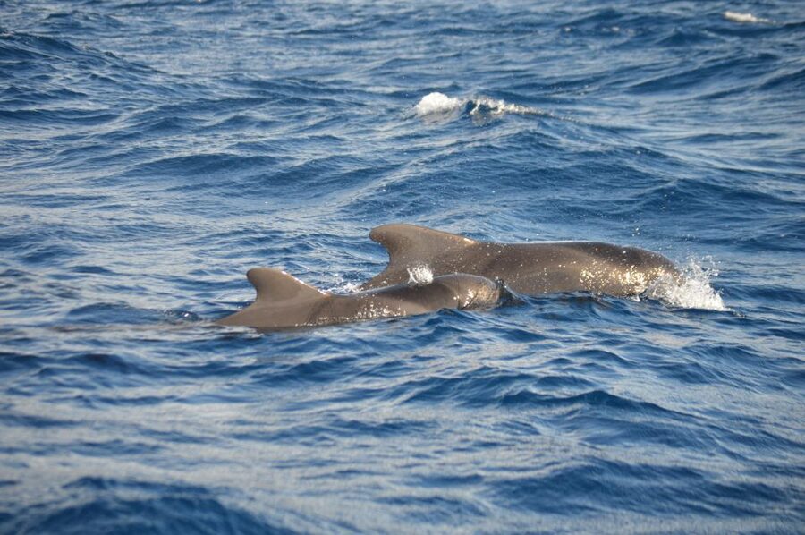 Calheta: Whale & dolphin watching small groups designer tour - Practical planning for your 150 minutes