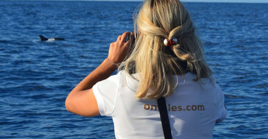 Calheta: Whale & dolphin watching small groups designer tour - Starting at Calheta Marina