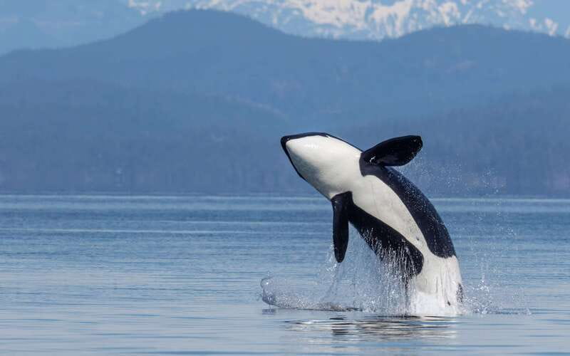 Campbell River: 4 Hour Whale & Wildlife Zodiac Boat Tour - The hydrophone adds a quieter kind of excitement