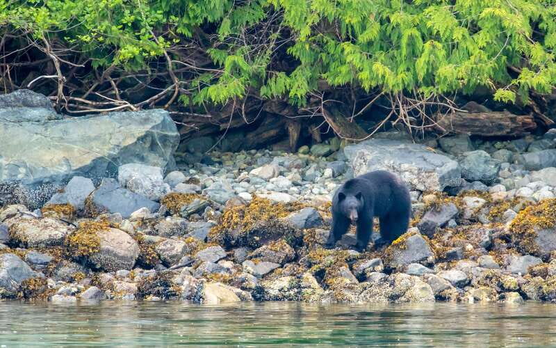 Campbell River: 4 Hour Whale & Wildlife Zodiac Boat Tour - Devils Hole and Aaron Rapids bring the speed