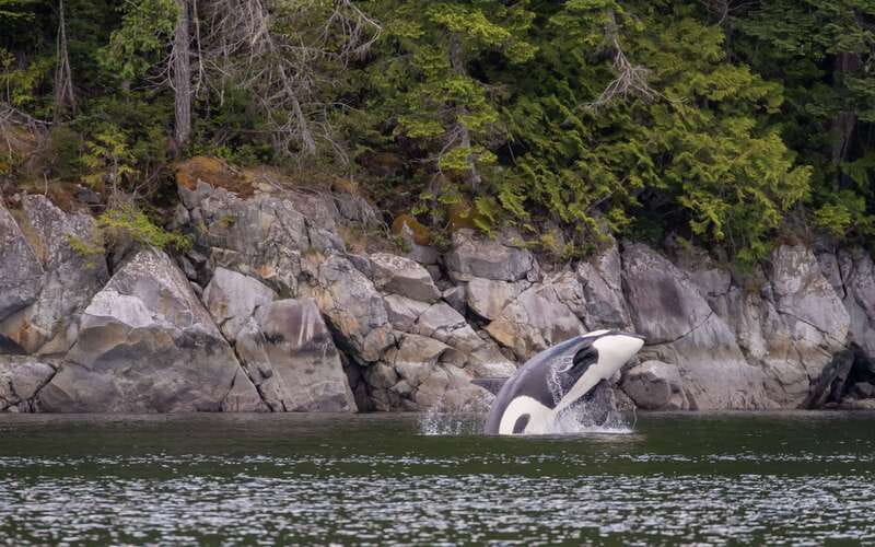 Campbell River: 4 Hour Whale & Wildlife Zodiac Boat Tour - Is $216 a fair price?