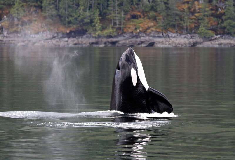 Campbell River: 6 Hour Covered Whale Watching Tour w/ Lunch - Setting out from Campbell River