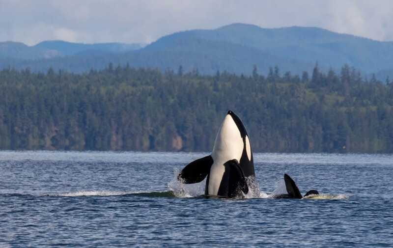 Campbell River: 6 Hour Covered Whale Watching Tour w/ Lunch - Dolphins, porpoises, seals, sea lions, and birds