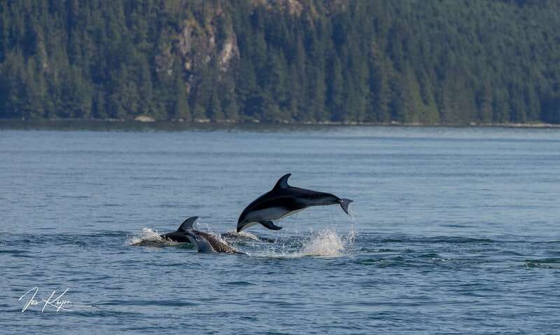Campbell River: 6 Hour Covered Whale Watching Tour w/ Lunch - Lunch, shelter, and the practical side of the boat