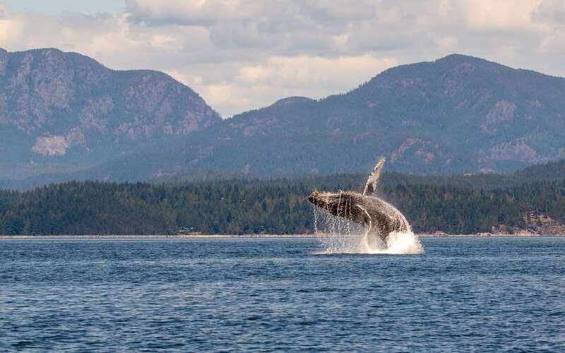 Campbell River: 6 Hour Covered Whale Watching Tour w/ Lunch - How the day may feel