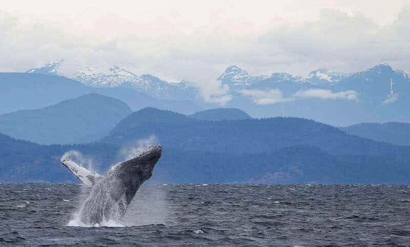Campbell River: 6-Hour Whale Watching Boat Tour - Practical packing advice for six hours